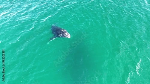 Baby Humpback Whale Playing, Resting and Diving Up | 4K Drone Footage