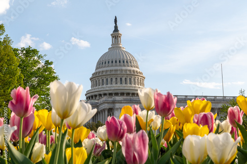 Foto Colorful Tulips with United States Capitol Building in Spring Washington DC