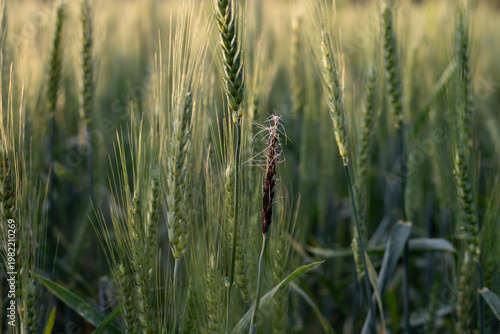 Diseased wheat spike with fungal infection