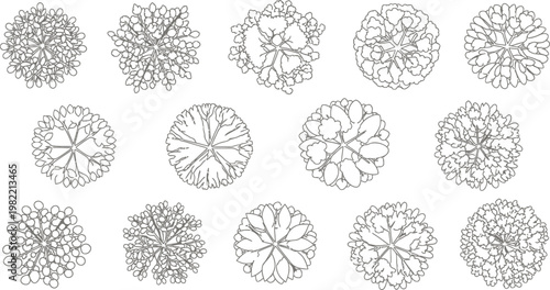 Set of Hand Drawn Tree Top View Icons for Architectural Landscape Design Plans