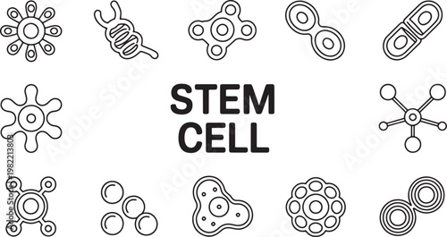 Collection of stem cell icons representing different cell structures and biological processes for science and medical research applications. vector illustration