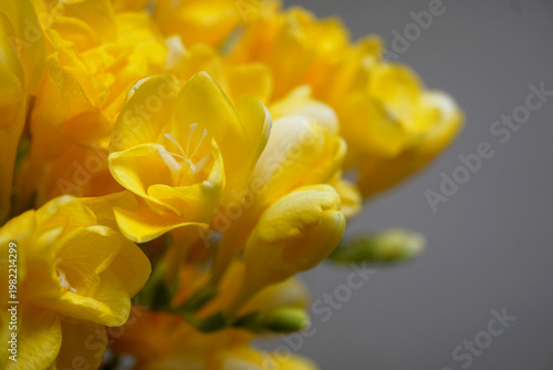 Картината върху платно Side view of vibrant yellow freesia flowers against a grey background