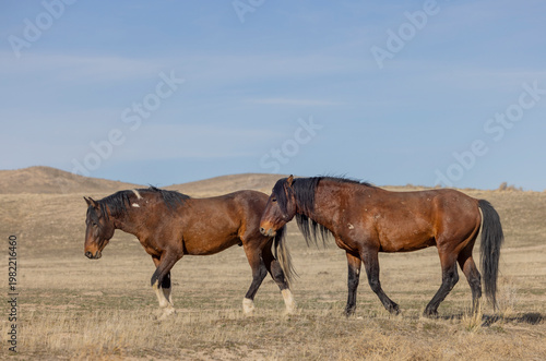 Wild Horses in Springtime in the Utah Desert