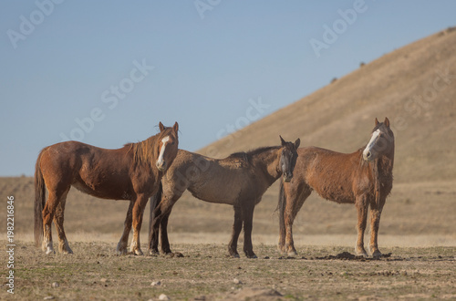 Wild Horses in Springtime in the Utah Desert