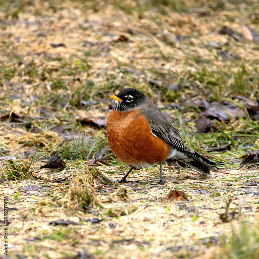 Fototapeta premium American Robin Turdus migratorius standing on the ground looking for worms