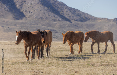 Wild Horses in Springtime in the Utah Desert