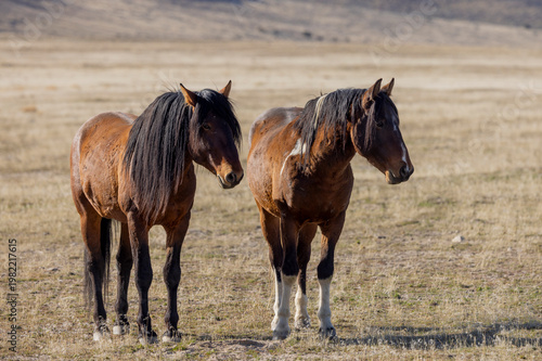 Wild Horses in Springtime in the Utah Desert