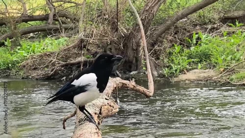 A crow with black and white feathers is looking for water.