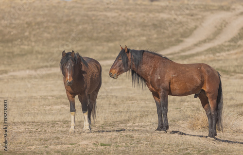 Wild Horses in Springtime in the Utah Desert