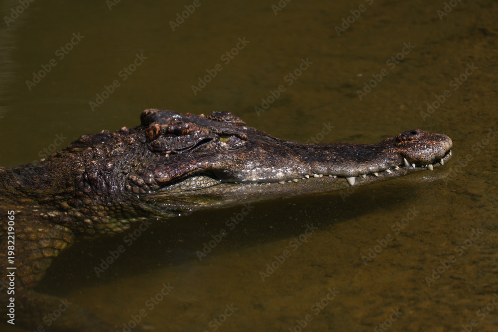 Obraz premium The crocodile is show head in the river