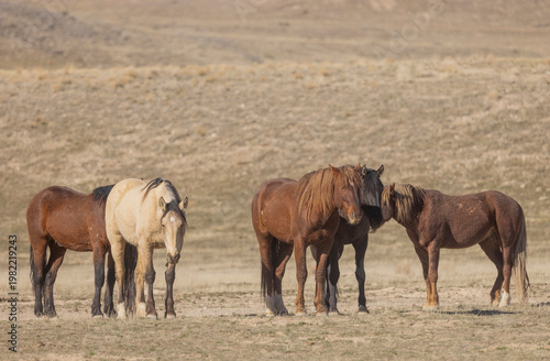 Wild Horses in Springtime in the Utah Desert