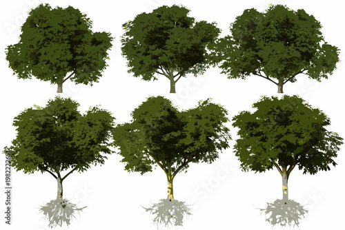 Collection of six green trees with visible root systems isolated on white