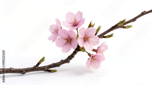 Blossoming Branch of Sakura: The delicate grace of a cherry blossom branch in full bloom, showcasing the ethereal beauty of spring's arrival. 