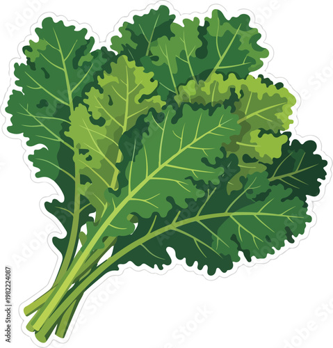 Fresh bunch of curly leafed green kale displayed against a plain background vector illustration