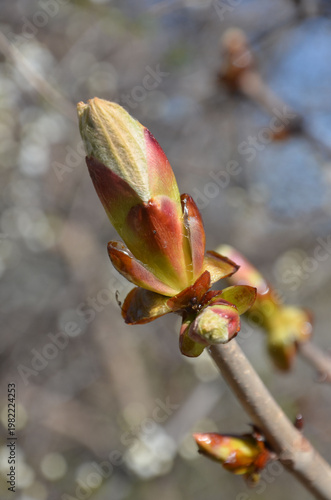 Baumblüte der gewöhnlichen Rosskastanie - Aesculus hipp ocastanum 