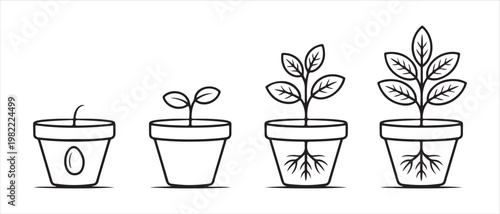 Fotografia Plant growth stages in pots