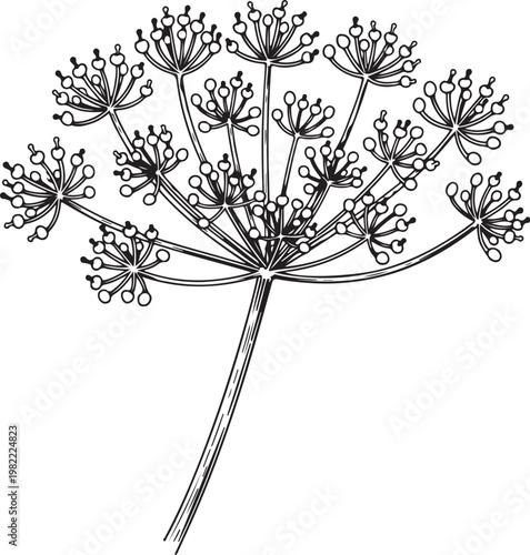Detailed illustration of a delicate dill flower with intricate seed clusters vector illustration