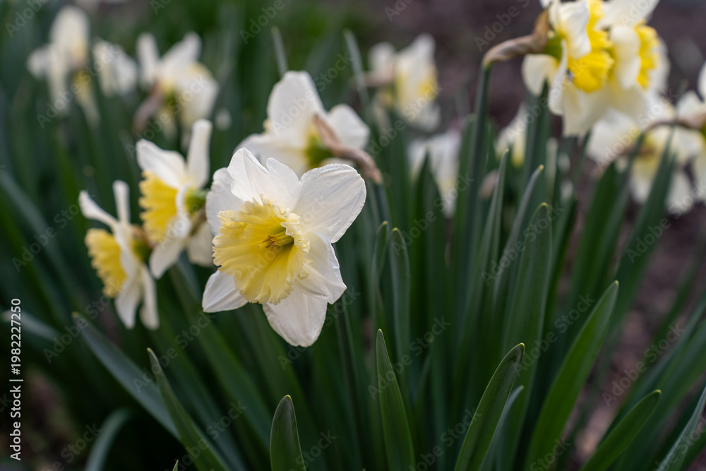 Fototapeta premium close-up of daffodil blooms, yellow flowers,, selective focus