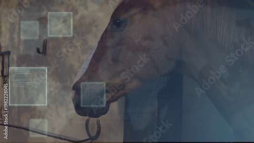 Brown horse head holding calm in stable, translucent squares emerging from wall showing tech data