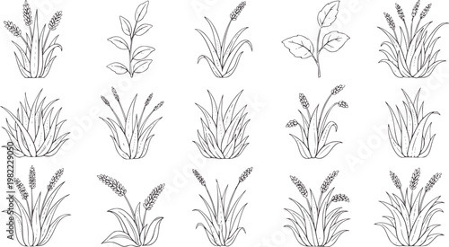 Collection of hand drawn line wheat and grass plant nature agriculture