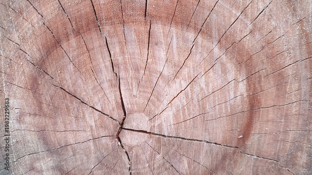 Fototapeta premium Detailed close-up of a tree trunk cross-section revealing intricate annual growth rings and natural cracks.