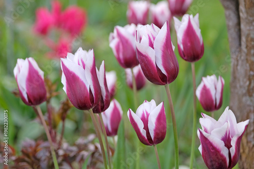  Purple and white tulipa, lily flowered tulip ‘spitsbergen’ in flower.