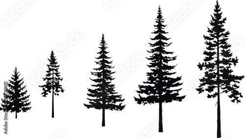 Silhouettes of coniferous trees in varying heights against a white background