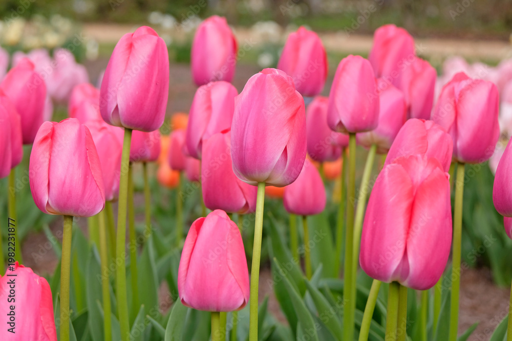 Obraz premium Pink tulip, tulipa ‘Pink Pride’ in flower.