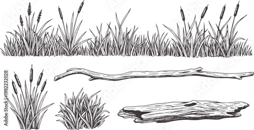 Hand drawn reeds grass and driftwood for nature scenes cattails branch