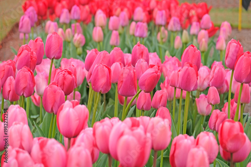 Pink tulip, tulipa  ‘Pink Pride’ in flower.