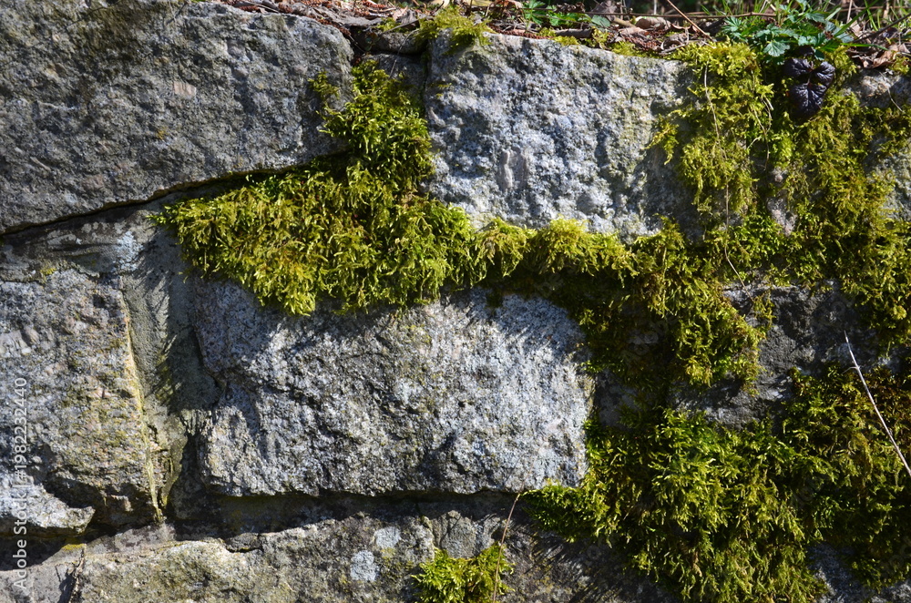 Fototapeta premium Natursteinmauer im Wald mit Moos
