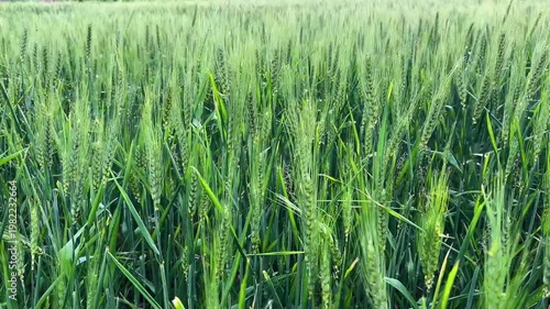 Smut fungus on wheat ear in agricultural crop field