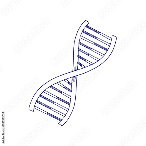 Blue D N A double helix silhouette with white background