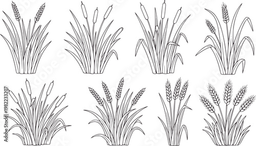 Wheat and cattail plants line collection nature agriculture