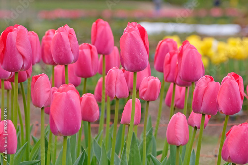 Pink tulip, tulipa  ‘Pink Pride’ in flower.