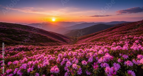 Beautiful sunrise in the spring mountains. View of  hills, covered with fresh blossom rhododendrons. Panoramic landscape.
