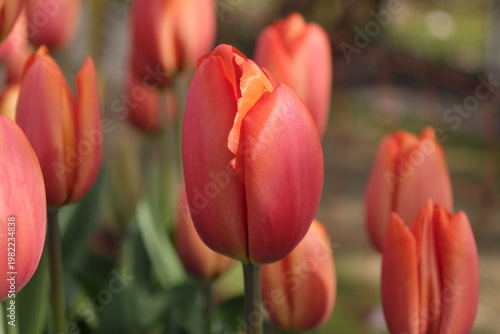 Orange tulipa, tulip ‘Orange Balloon’ in flower.