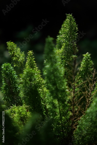Asparagus densiflorus 'Myers' (Foxtail Fern), an ornamental fern, graceful fronded foliage for shaded woodland gardens. 