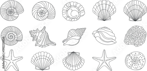 Seashell Line Art Illustration Set with Starfish Spiral Shells and Marine Elements for Beach Theme Design Ocean Nature Collection