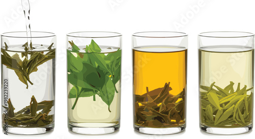 Tea brewing process in glass cups, green and herbal infusion stages, hot beverage preparation concept, detailed vector illustration set