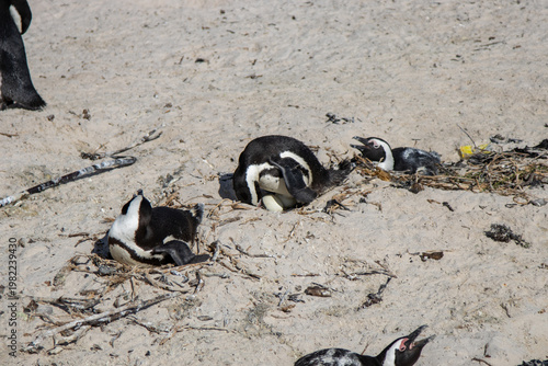 Fotografie penguin on the beach on a nest