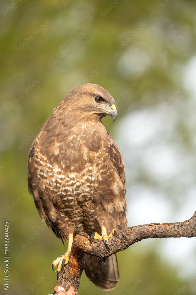 Obraz premium Common buzzard (Buteo buteo) photographed in Spain