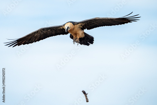 Bearded vulture (Gypaetus barbatus) photographed in Spain