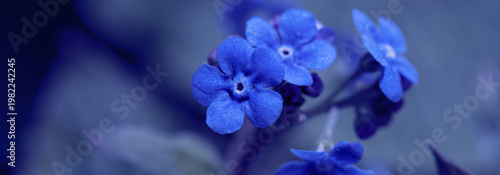 Vivid blue flowers in focus amidst a soft green background, capturing the bea...