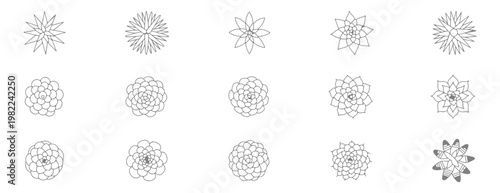 Set of hand drawn succulent plants, top view, vector illustration, botanical collection of various cactus and desert plants