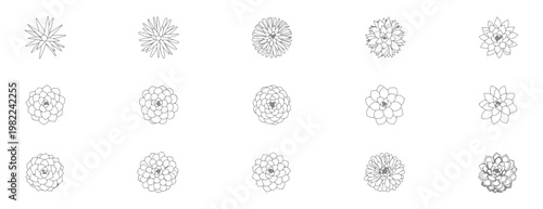 Set of handdrawn succulent plants, collection of various cactus and echeveria flowers, botanical line art illustrations for design, coloring book elements, floral elements, decorative graphic elements