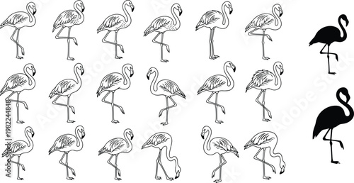 Hand drawn flamingo bird collection featuring black and white sketches and solid silhouettes in various standing poses for tropical nature designs, vector illustration.
