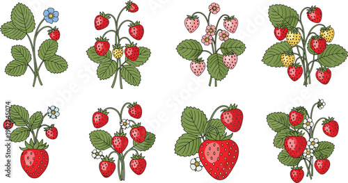 Hand drawn strawberry set featuring ripe red berries fresh green leaves and delicate blossoms in various botanical arrangements for summer food design, vector illustration.