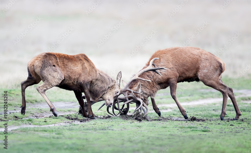 Fototapeta premium Two red deer stags fighting during rut in autumn
