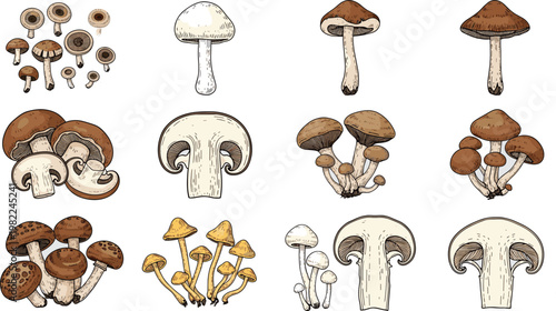 Hand drawn edible mushroom collection featuring vintage sketches of portobello button and forest fungus varieties for culinary organic food design and botanical projects, vector illustration.